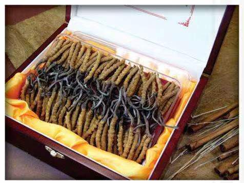 肇源冬虫夏草回收